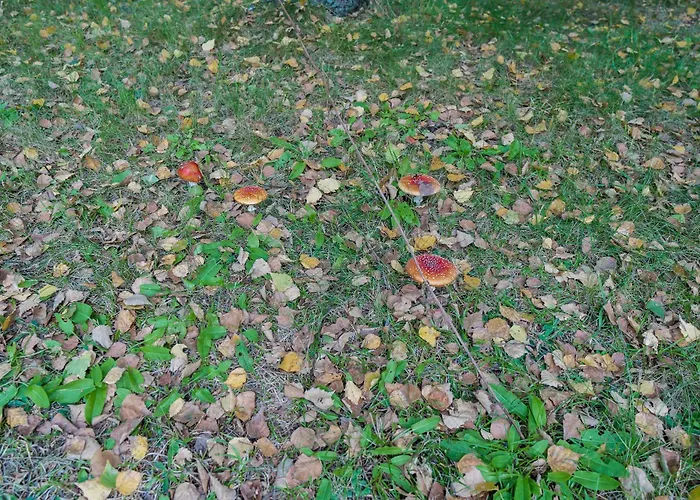 Kaszubski Biegun One Prázdninový dům